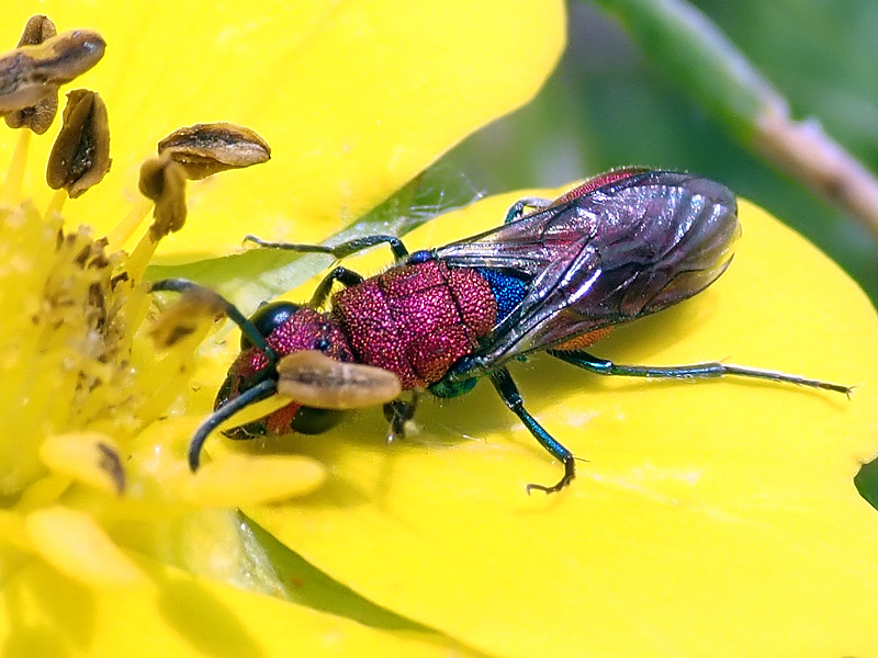 Chrysididae: Chrysura sp.